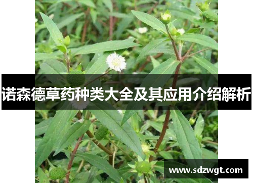 诺森德草药种类大全及其应用介绍解析